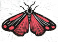 Cinnabar Moth - 15x20 Lino Print
