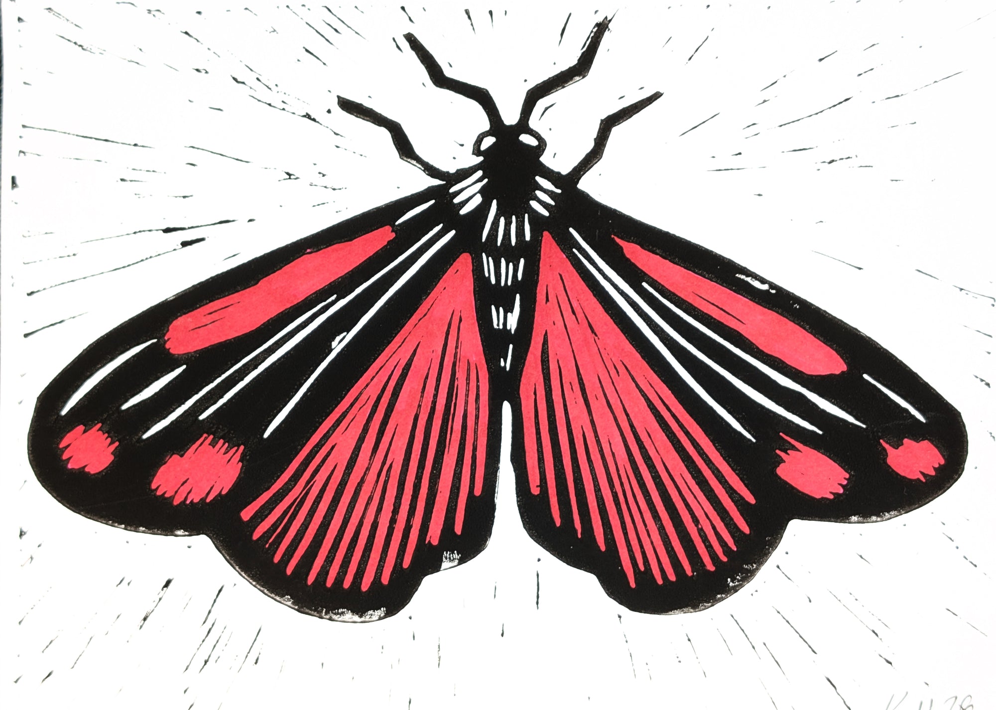 Cinnabar Moth - 15x20 Lino Print